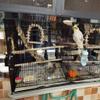 sjdoPulse Black Iron Bird Cage with Feeding Box, Stand, Perch and Separate Mesh Compartment, 60 cm view 2