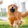 Dog Giggle Ball, Wobble Treat Ball and Slow Feeder view 3