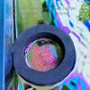 Fish Feeding Ring for Aquariums view 3