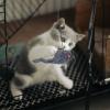 Jumping Mouse Toy for Cats view 2