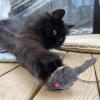 Jumping Mouse Toy for Cats view 3