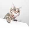 2-Pack Cat Collars with Safety Closure view 4