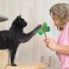Catnip Frog Toys for Cats view 3