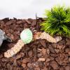 Generic Hermit Crab Climbing Toy view 2