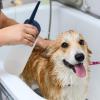 Dog Shampoo Dilution Sprayer - 150ml Dispenser Bottle view 2