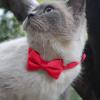 Adjustable Dog Bow Tie Collar view 2
