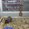 Hamster Nut Chew Toy – Chew Sticks for Hamsters and Small Pets view 3