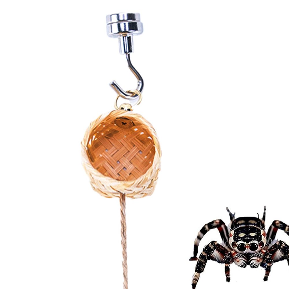 Spider Habitat Enclosure