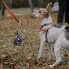 GRIRIW Hands-Free Dog Waste Bag Holder with Dispenser view 4