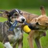 Generic Dog Ball with Rope view 2
