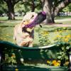 Breathable Adjustable Soft Cloth Dog Muzzle view 3