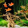 Aizuoni Driftwood for Aquarium view 2