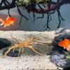 Aizuoni Driftwood for Aquarium view 4