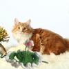 Cute Knitted Dog Hat with Flower Design for Cosplay view 3