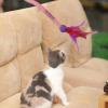 Cat Chew Rope Toy view 3