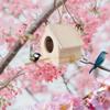 Orolotay Robin Nesting Box Set, Weatherproof Hanging Birdhouse view 2