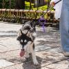 HOUDERCO Dog Waste Bag Holder view 4