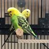 HOUDERCO Wooden Bird Perch for Cages view 4