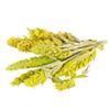 Greek Mountain Tea (Greek Ironwort), Olympus, Organic, 100 g view 2