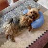 U-Shaped Pet Neck Pillow view 2