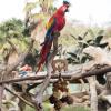 Bird Chew Toy - Pine Cone view 2