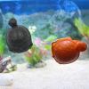 Turtle Magnetic Glass Cleaner view 4