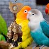 Generic Parakeet Chew Toys, Natural Wooden Bird Cage Accessories view 3