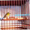 Happyyami 10-Pack Plastic Parrot Perches view 3