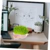 Milisten Soilless Hydroponic Cat Grass Planter with Removable Water Tank view 4