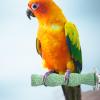 Parrot Bass Natural Chew Toy view 2