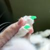 Happyyami 20-Pack Cat Nail Caps view 4