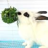 Hanging Hay Feeder Ball for Rabbits view 2