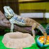 CIYODO Resin Water Bowl for Lizards, Terrarium Dish view 4