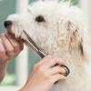 WOONEKY 12-Piece Dog Grooming Scissor Silicone Finger Protectors view 4