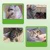 Catnip Spray for Indoor Cats, 60 ml view 4