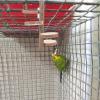 Happyyami Parrot Bird Stand with Climbing Platform view 3