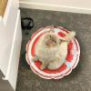 Cat Water Bed - Inflatable Cooling Mat view 3