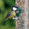 SQUAWK 100% Natural Bird Food Mix - Wheat, Corn, Sorghum, Sunflower Seeds and Millet - Essential Nutrition for Garden Birds view 4