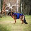 Dog Rehabilitation Garment, Hip Support, Brace, Surgery Shirt view 3