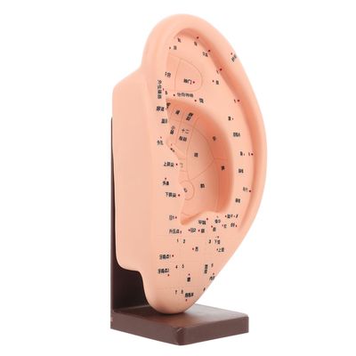 Ear Acupuncture Model with Beige Vinyl Base for Teaching