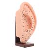 Ear Acupuncture Model with Beige Vinyl Base for Teaching view 1