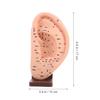Ear Acupuncture Model with Beige Vinyl Base for Teaching view 2