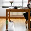Cat Toilet Brush & Massage Comb view 3