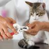 Dog Nail Clipper for Large Dogs - Safe Puppy Nail Trimmer view 4