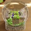 Round Desktop Betta Fish Aquarium, Water Plant Pot, Vase and Centerpiece view 4