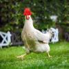 Happyyami 2-Pack Mini Hats for Chickens view 3