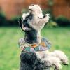 Happyyami Pet Collar for Cats view 2
