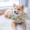 Happyyami Pet Collar for Cats view 4