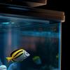 Supvox 12 Black ABS Suction Cup Clips for Aquariums view 4