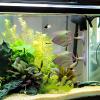Iouyjiu Betta Fish Leaves - Soft Silicone Hammock view 4
